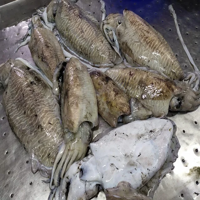 Block frozen Cuttlefish from India