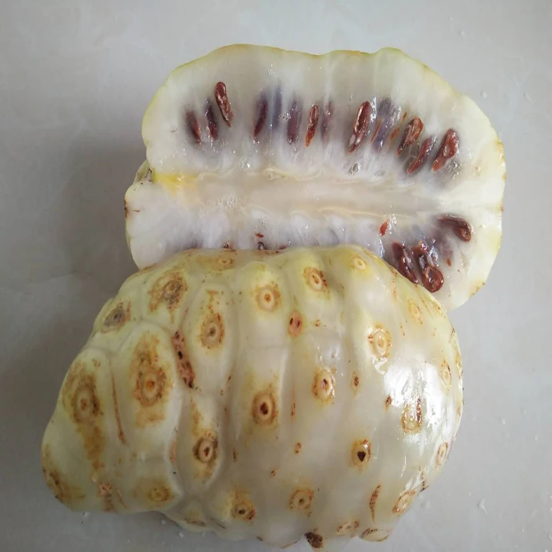 Noni Powder (Mekong Herbals)