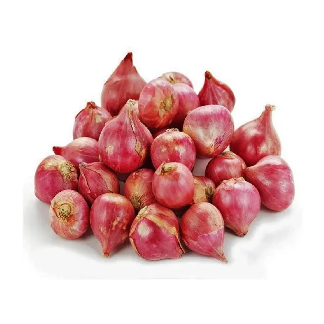 Vegetable SMALL ONION Organic Factory Supply Fresh onions wholesalers other fresh vegetables