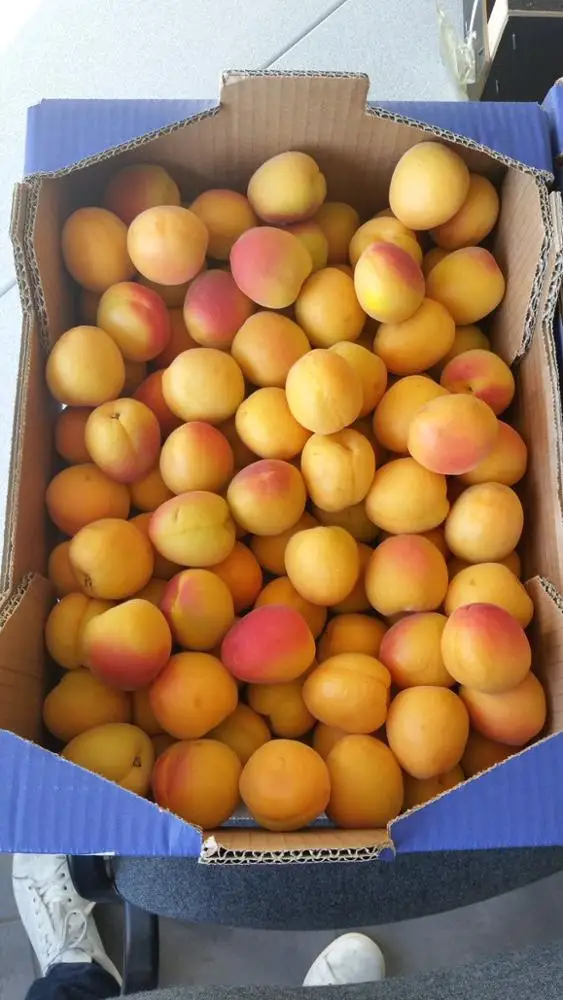 
Fresh Apricot new crops 