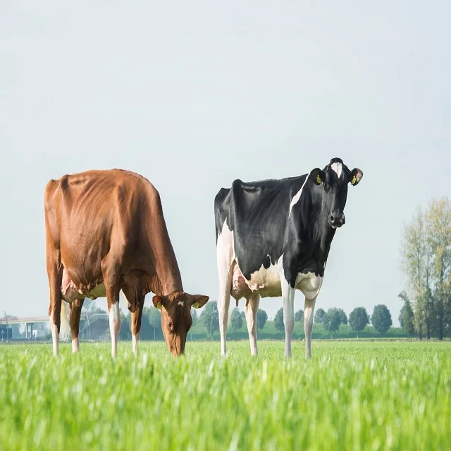 Healthy Live Dairy Cows/ Pregnant Holstein Heifers Cow