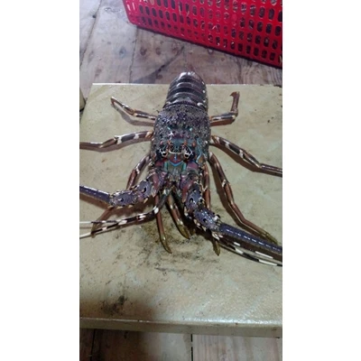 Тройниковый Лобстер Panulirus Argus/Австралийский Cygnus/Европейский Homarus