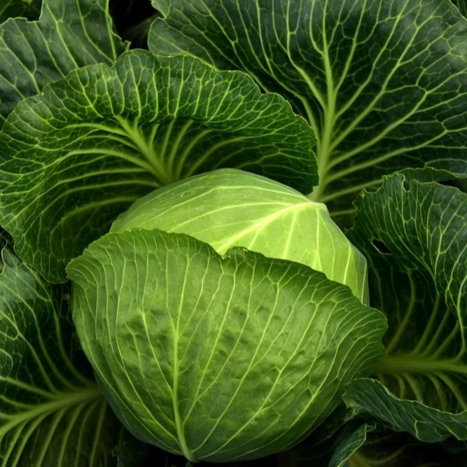 New Crop Round Shape Chinese Fresh Cabbage