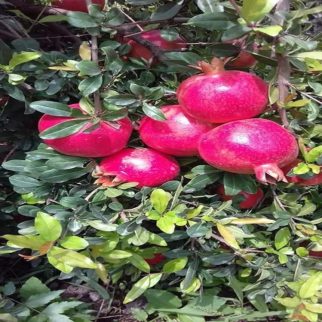  Свежий индийский гранат на ферме-наш акцент фруктах и очистке