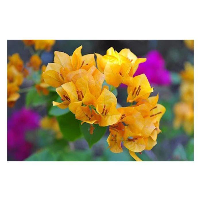 Натуральные растения бугенвиллеи из Таиланда