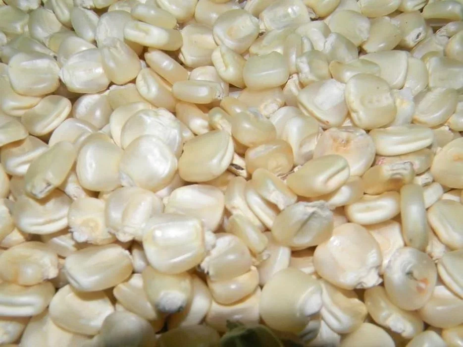 
white corn/maize for human food for sale 