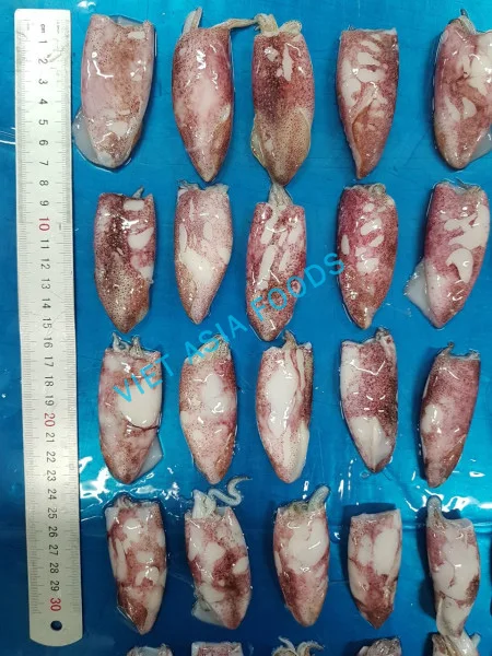 SQUID NEW PRODUCT HIGH QUALITY SQUID WHOLE RAW 6-8CM FROM VIETNAM