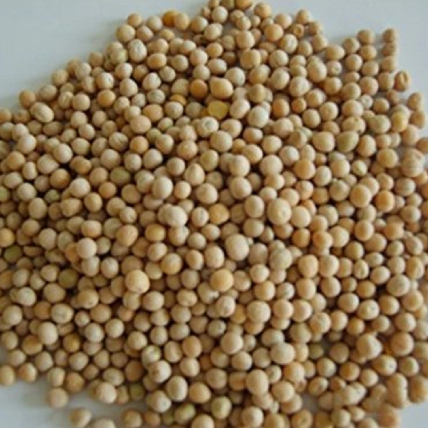High Quality Fertilizer Granular Ammonium Phosphate  Sulphate Agriculture