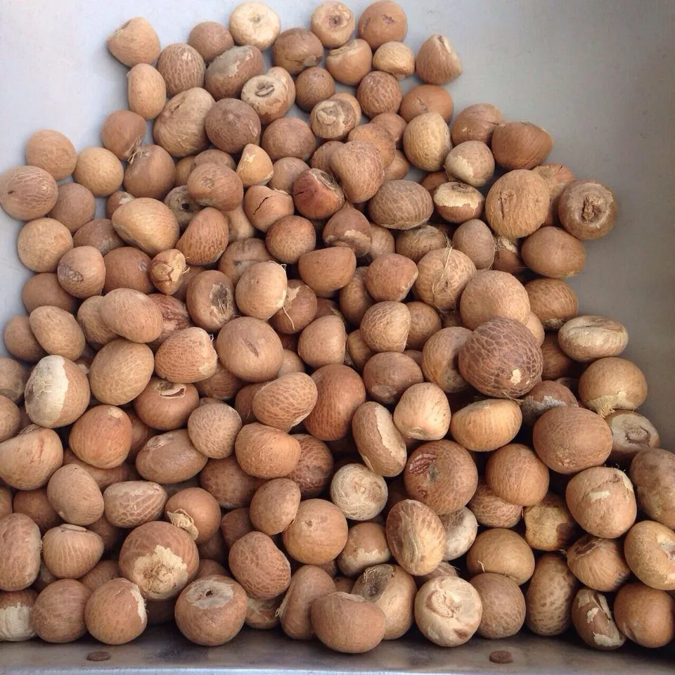 Bulk High Quality Vietnamese Areca Nut - Betel Nut With Wholesale