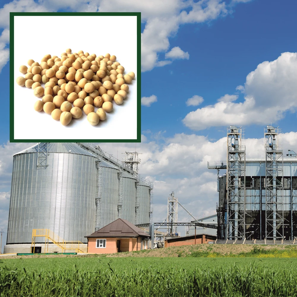 Premium quality yellow peas  15/25/50 kg bags or in bulk, from manufacturer