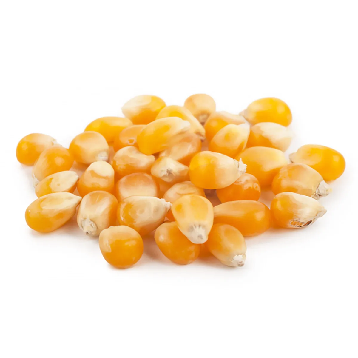 
Russian wholesale corn grain, forage seeds 