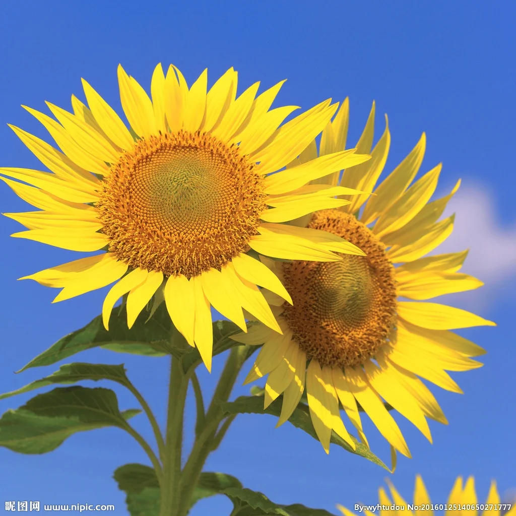 100% Natural Bulk Supplements 100% Sunflower Lecithin Powder, CAS 8002-43-5