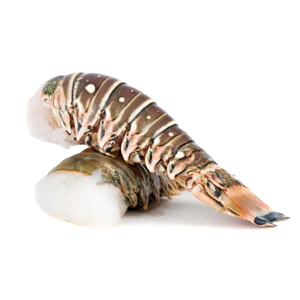 Live Lobsters/Live Spiny Lobsters/Live Seafood wholesale