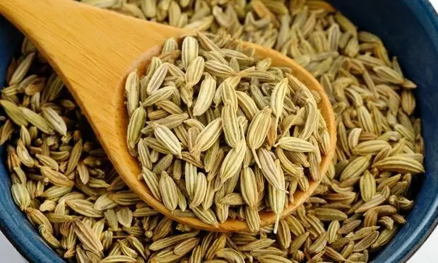 High Quality Fennel Seed