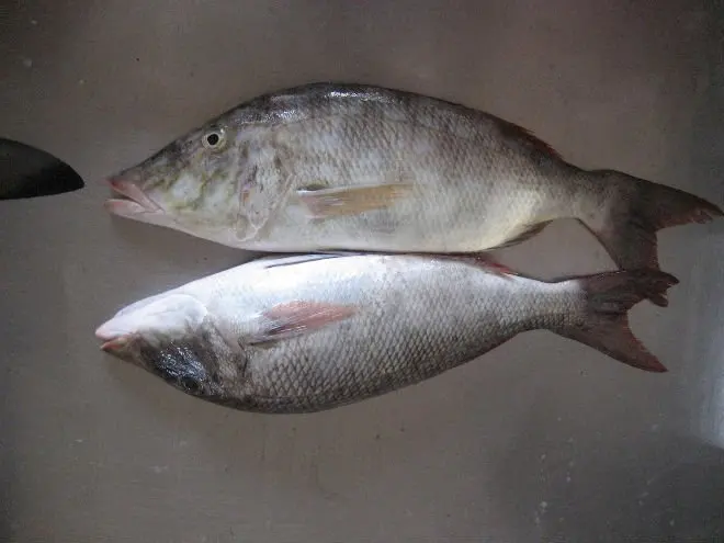 Оптовая цена замороженная императорская голова на нарезной шкале от морепродуктов в массовом количестве индийские экспортеры