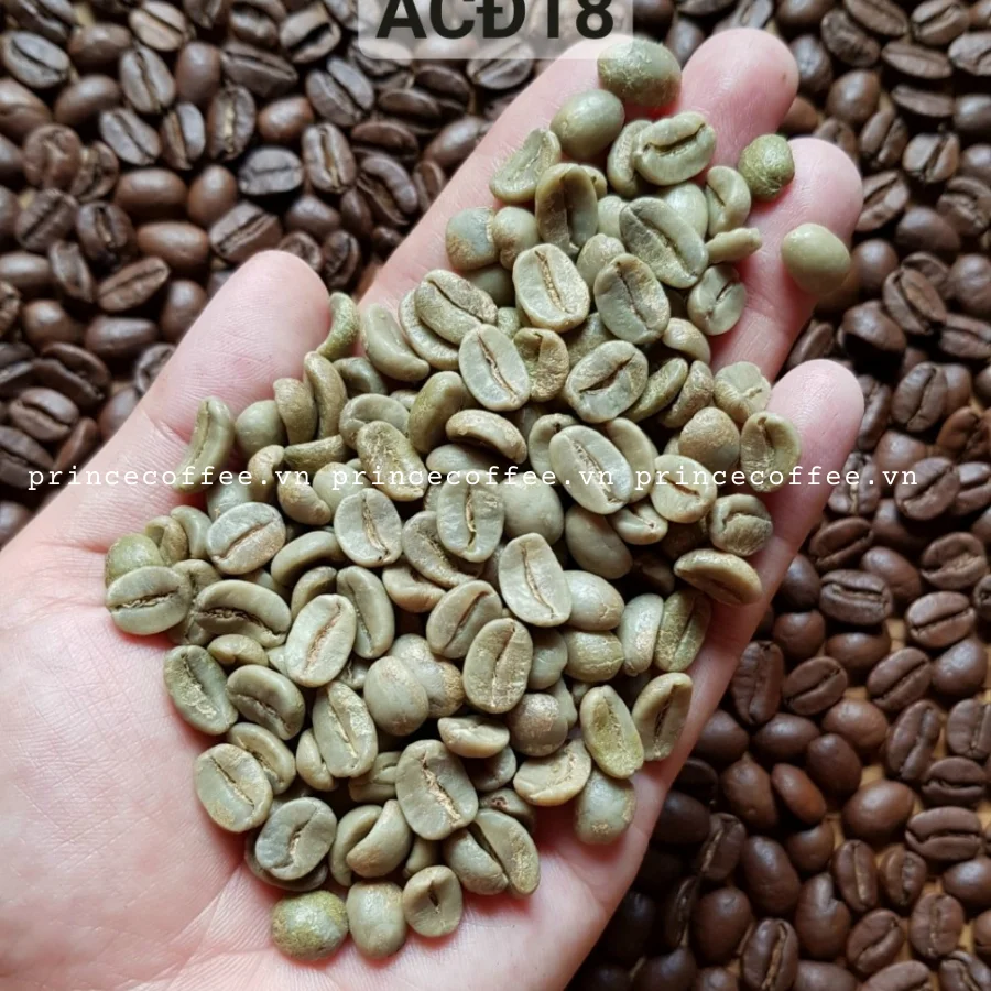 Новое поступление 18 зеленых кофейных зерен scr высококачественные вьетнамские зеленые кофейные зерна необработанный кофе