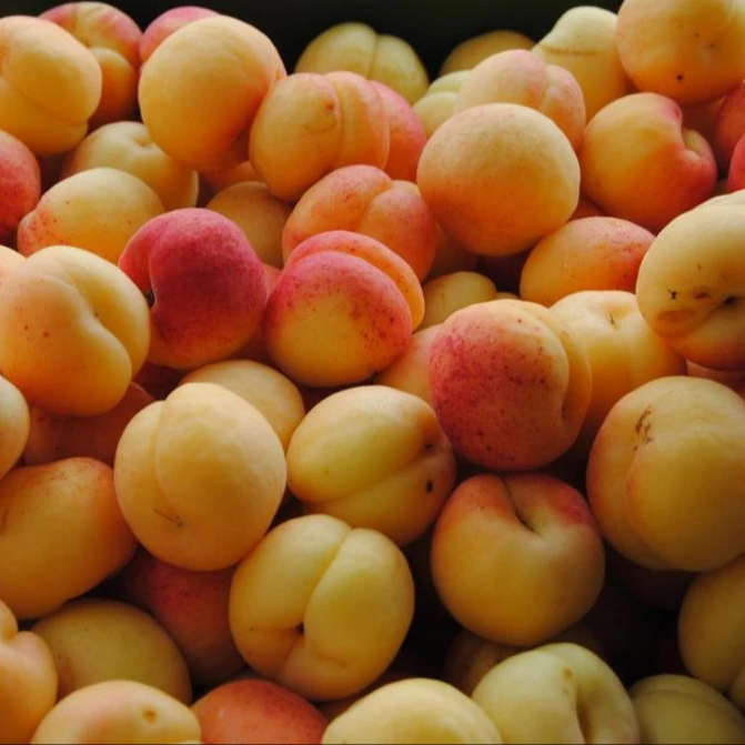 
Fresh Apricot new crops 