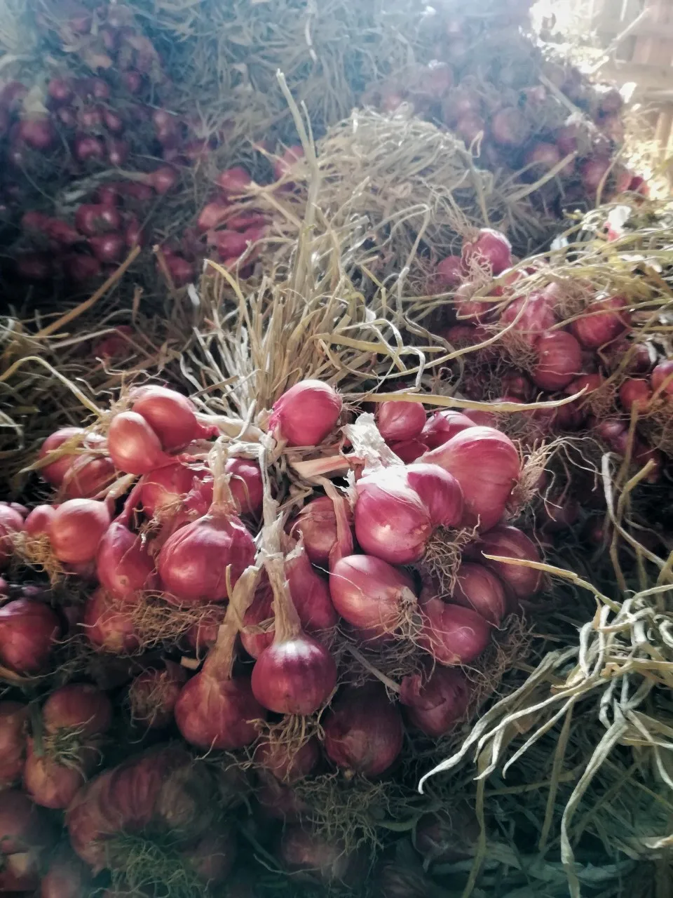
Good Price Fresh Red Shallot Onion from Thailand 