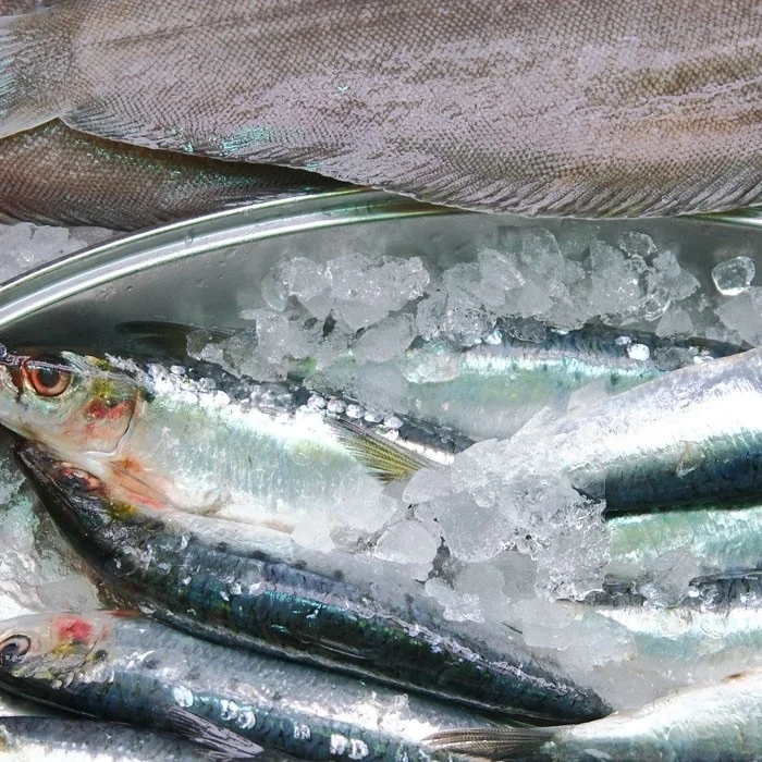 Cheap Frozen Sardine Fish Salmon Fish and Horse Mackerel