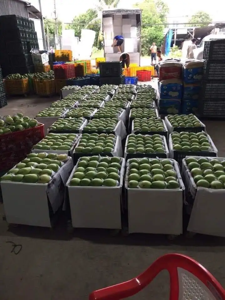 Best Choice The Exporter Fresh YELLOW KEO  Mango Have Carton Packaging Best Recommend From Vietnam