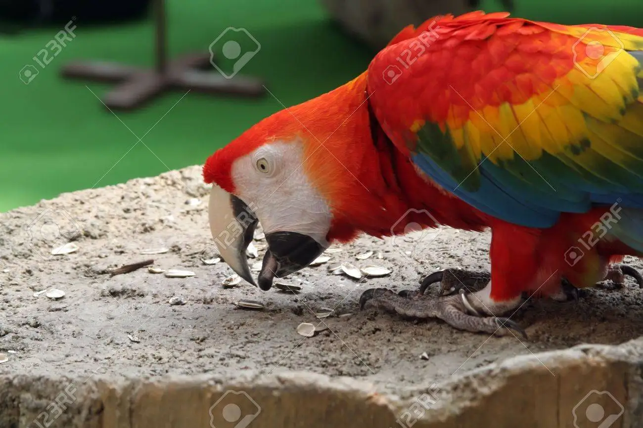 Sunflower Seeds Trading Packaging Big Bags New Bird Food Raw Natural 2022 The Most Popular Striped Sunflower Kernel BREVIS LTD