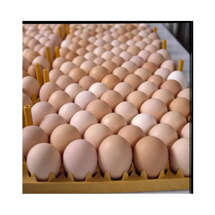 
Wholesale Supplier of Fresh Protein Rich Farm Chicken Eggs 