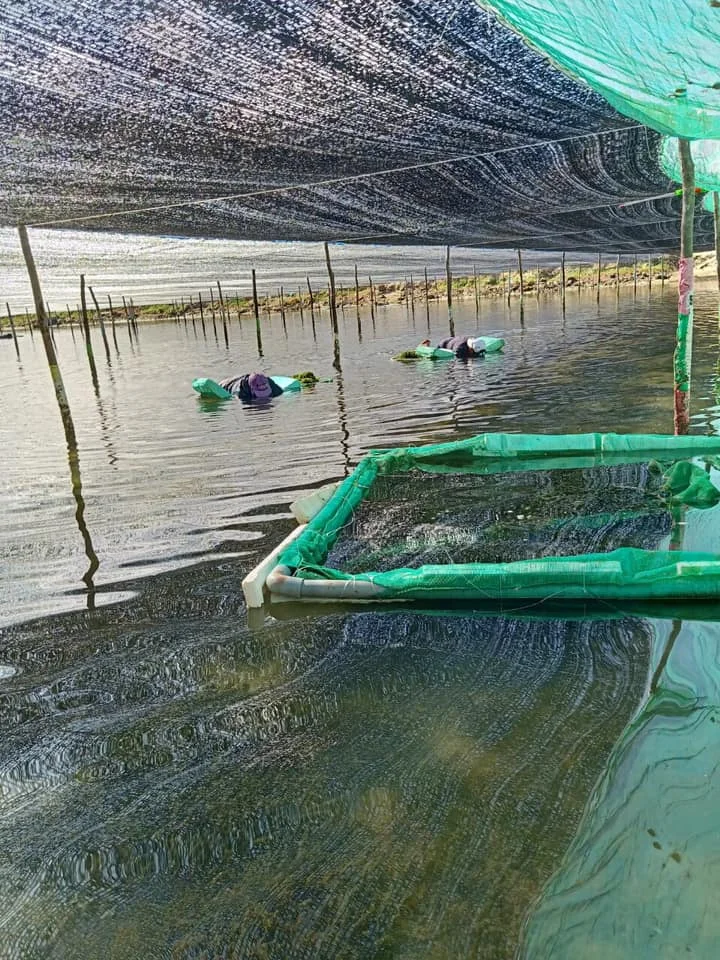 FRESH SEA GRAPE -SEAWEED_HIGH QUALITY - CHEAP PRICE +84905010988