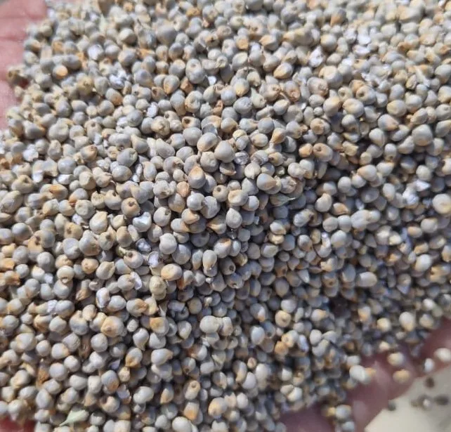 Natural and Premium Quality  pearl millet (green) bajara Indian origin for human and animal feed