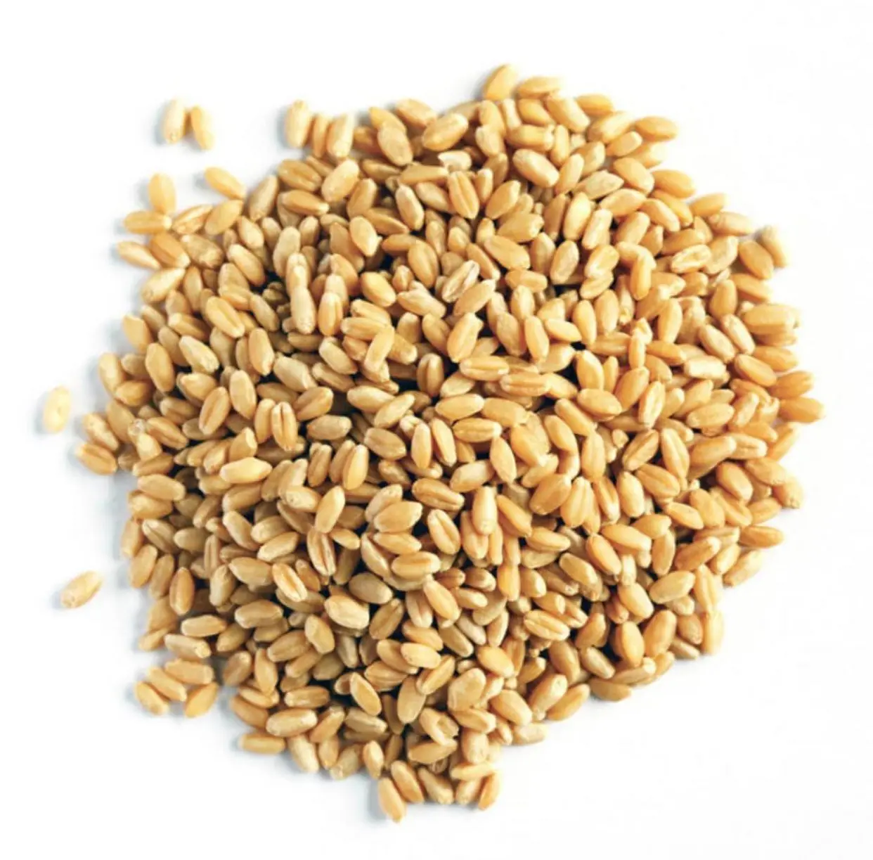 Wholesales Top Grade Wheat Grain