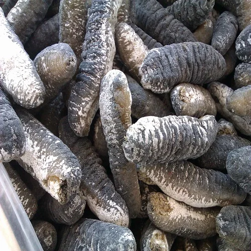 Dried Sea Cucumber