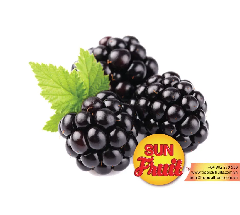 Fresh Blackberry Fruit Frozen Wholesale