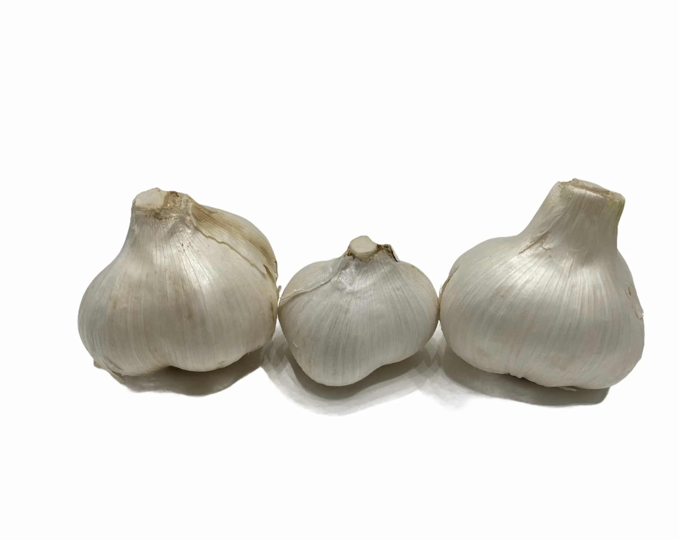 Elephant Garlic /2021 HARVEST / Fresh Garlic / Pure White Garlic /