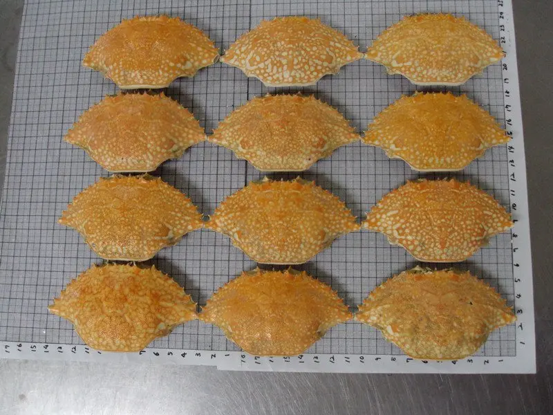 Dried Crab Shell from UK with Best Price