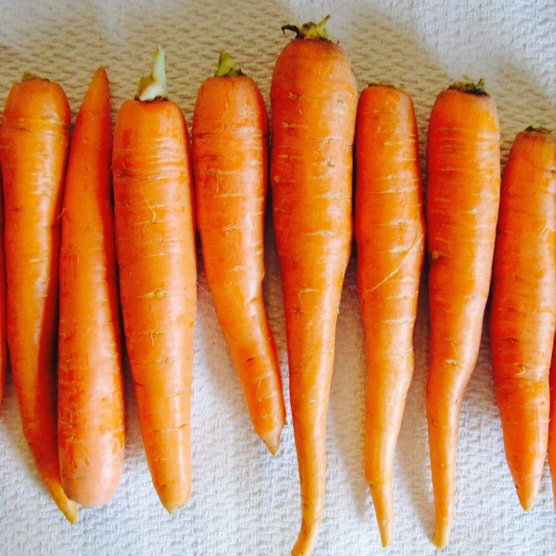 
new crop fresh carrot 