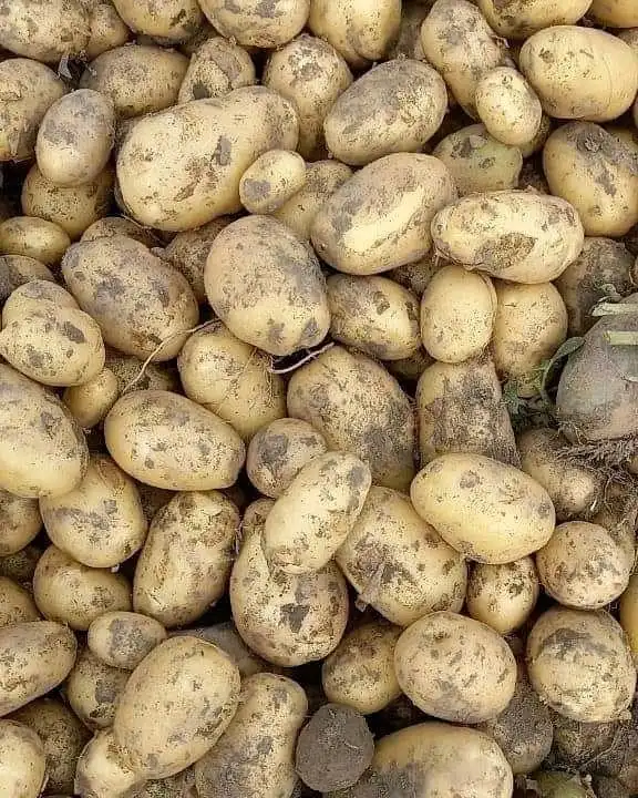 Оптовая продажа семян ирландского свежего картофеля для продажи оптом