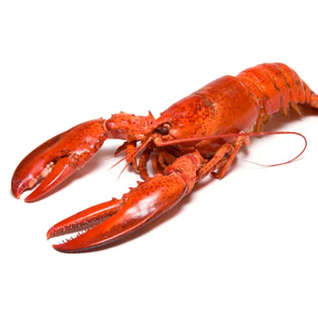 
Discount Price Caribbean Spiny Lobster Panulirus Argus For Sell 
