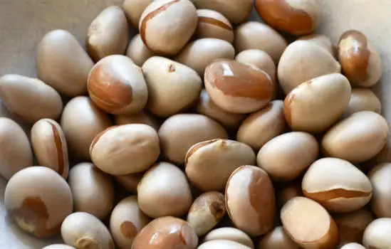 100% Natural Organic Dried Jackfruit Seed/High nutrition jackfruit seed/Dried Jackfruit Seeds Premium Quality made in Vietnam