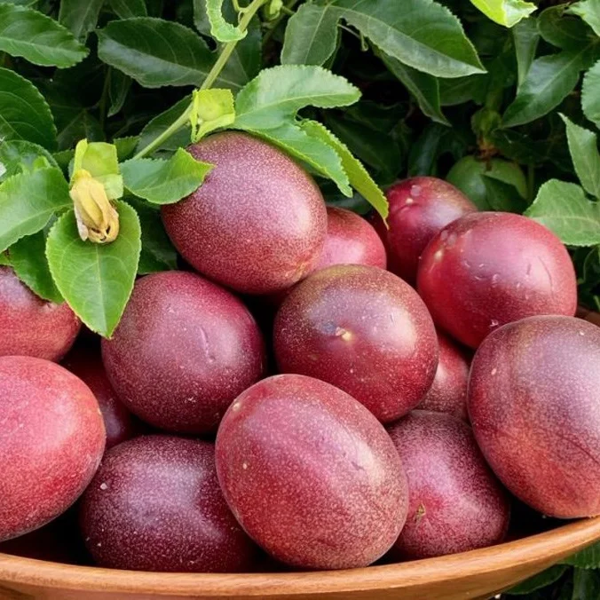Passion Fruit 2022 From Vietnam, passion fruit seeds, Best Seller 2022