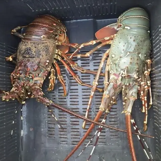 
Frozen Fresh Live Green Lobster - Alive Bamboo Lobster 