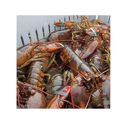 Живой Лобстер (морепродукты) чистого качества, доступен в наличии оптом по лучшей цене