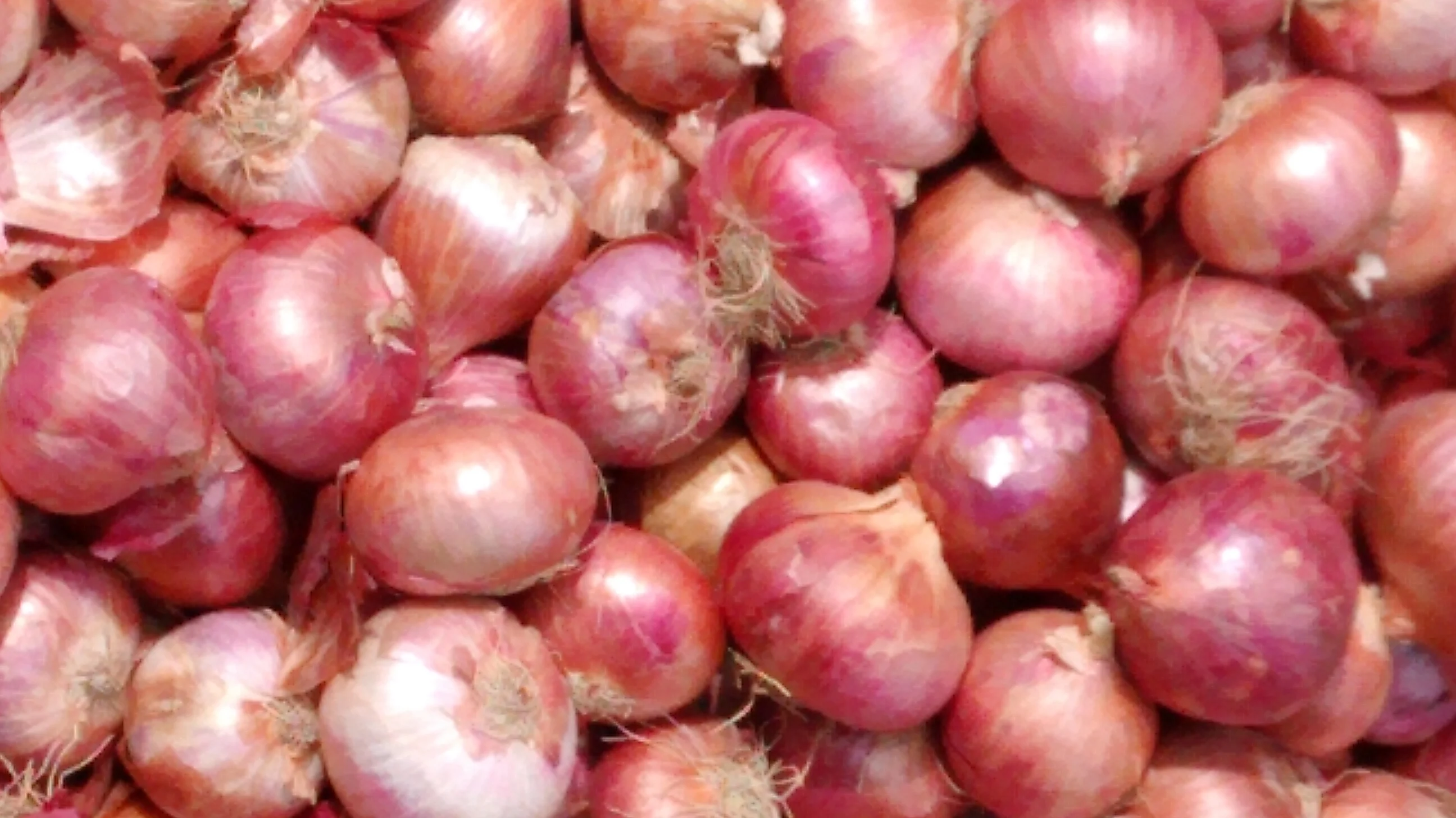 Manufacturers of High Quality Fresh Red Onion From India for Sale in Bulk Quantity With Standard Packaging