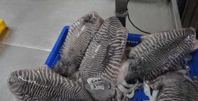  Замороженная гребешка целая