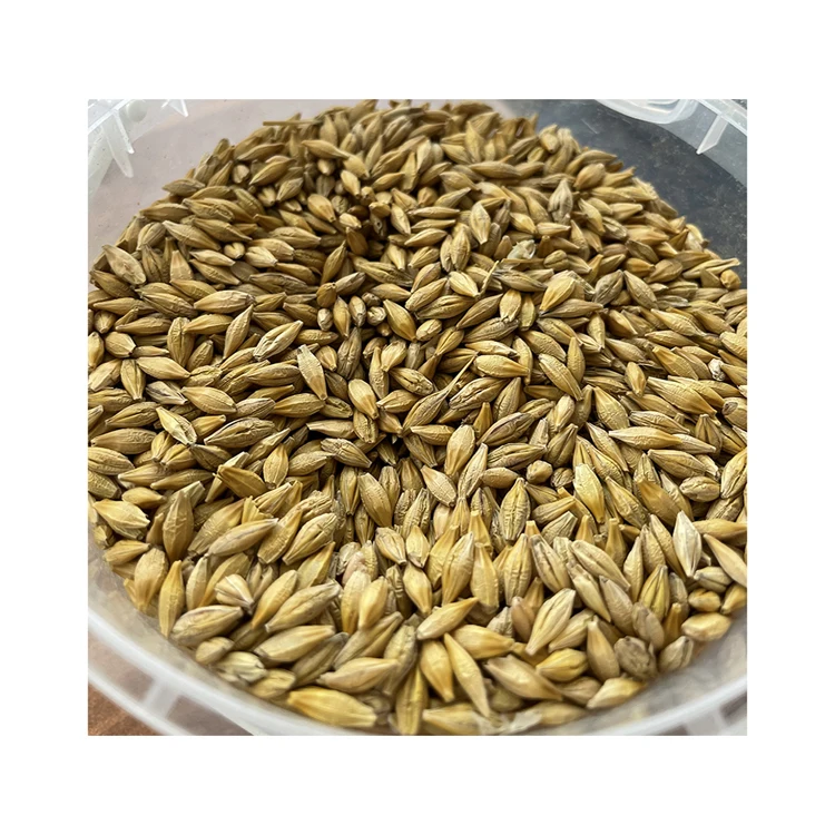 Agriculture natural malted barley grain for beer processing, malt barley for sale