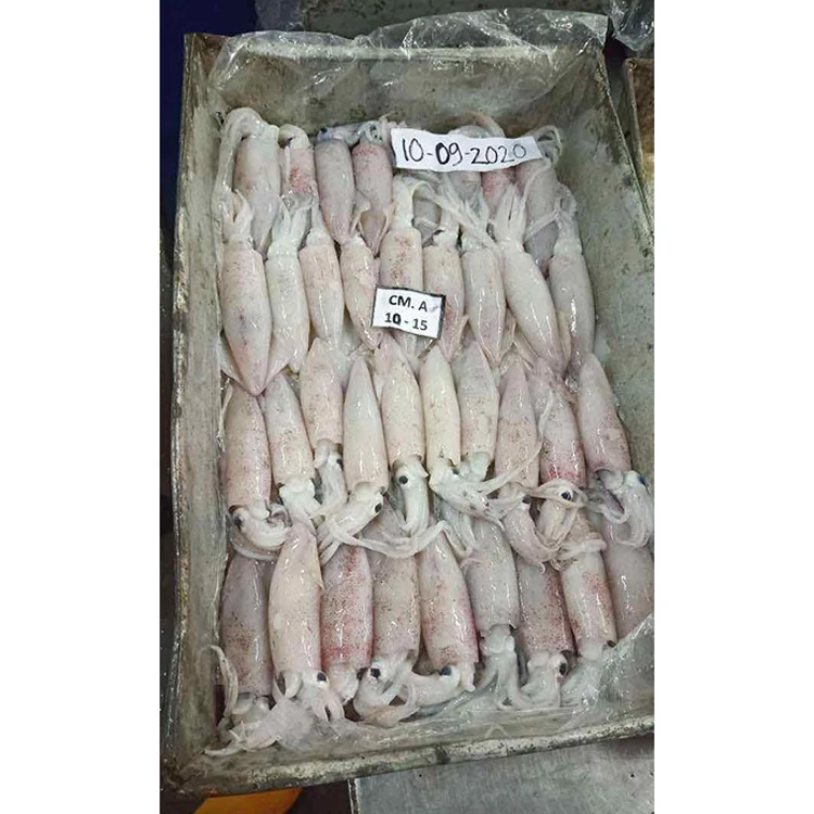  Замороженный неаритский морской кальмар небольшого размера