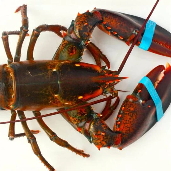 Замороженный свежий живой Лобстер-зеленый Лобстер-лобстер большого размера