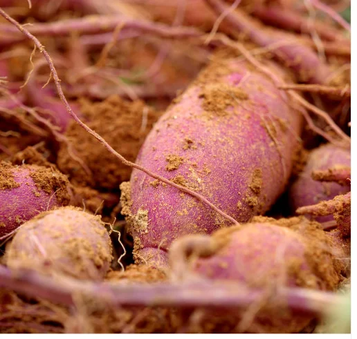  Свежий сладкий картофель доступен для продажи 30% скидка/Ms Sofia + 84 789946878