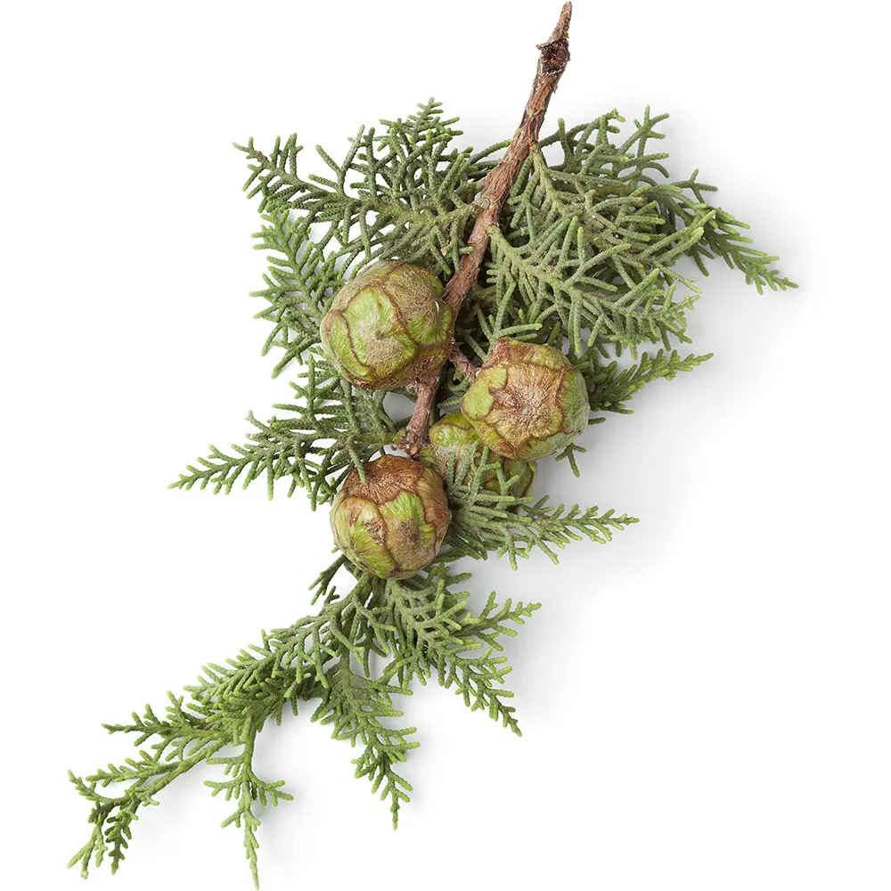 Эфирное масло Cypress с антивозрастным свойством