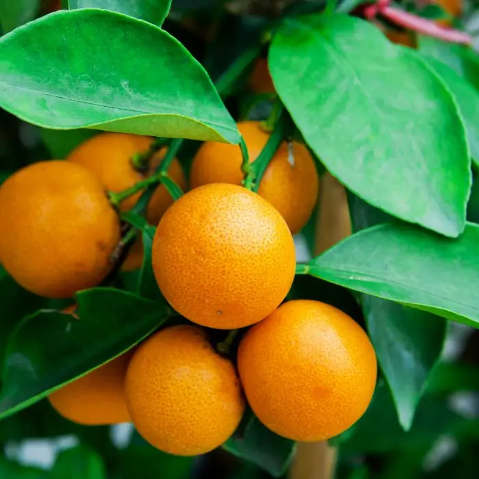 Fresh Oranges/fresh fruit /fresh oranges Citrus sweet mandarin orange