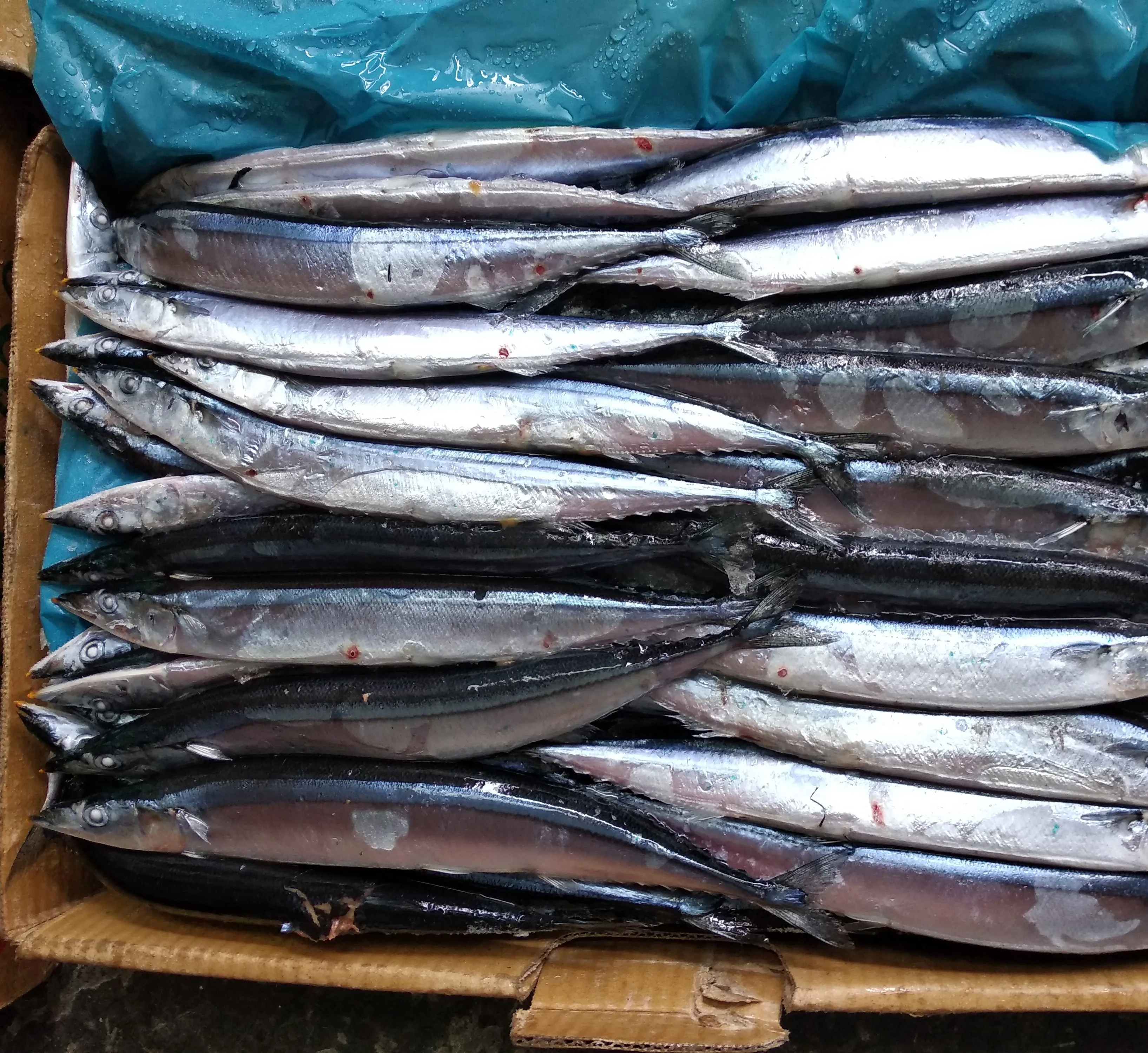 Сардины, рыба, сардины 425 г, консервированные сардины, рыба, консервированная скумбрия, поставщик консервированных тунцов