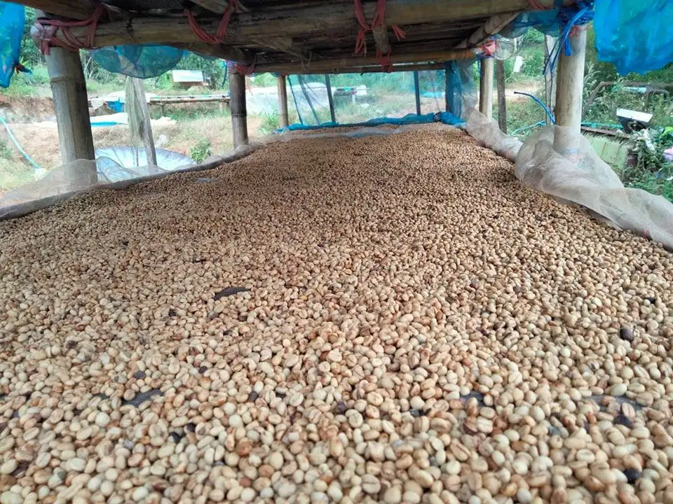 Натуральные кофейные зерна Robusta
